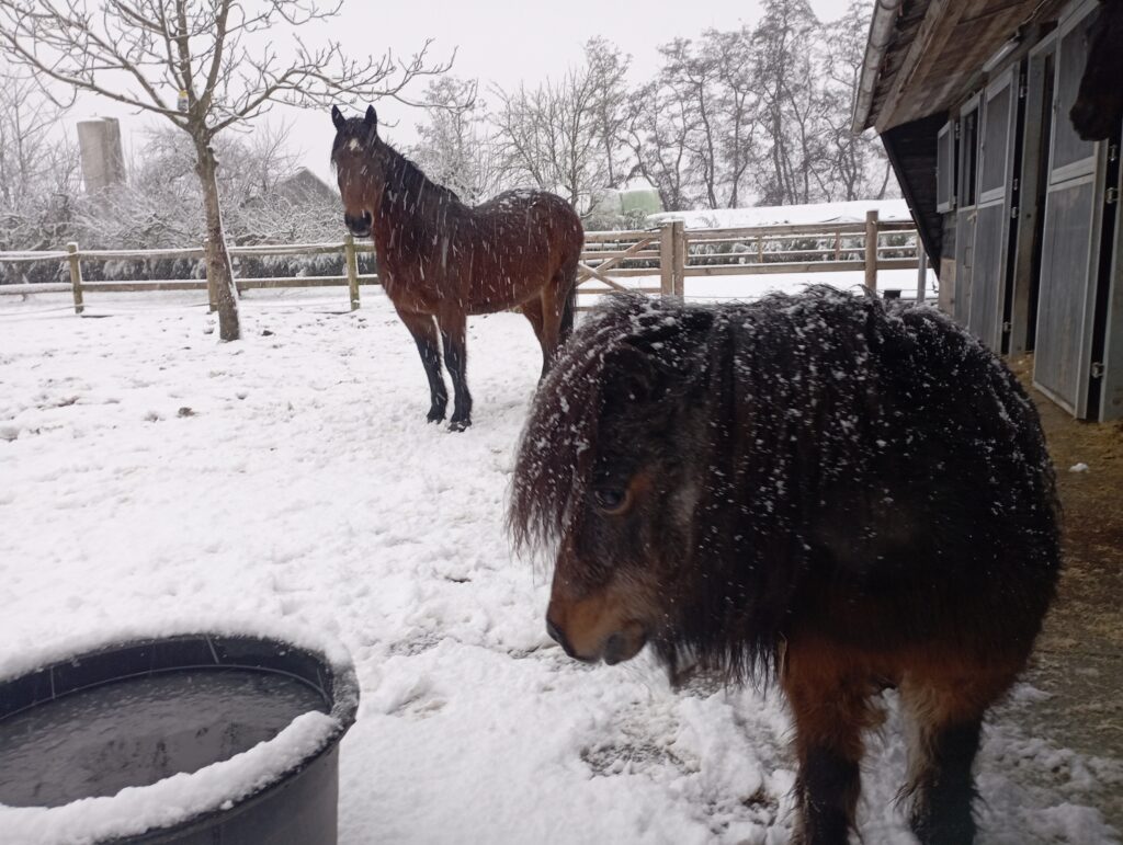 paardensneeuw