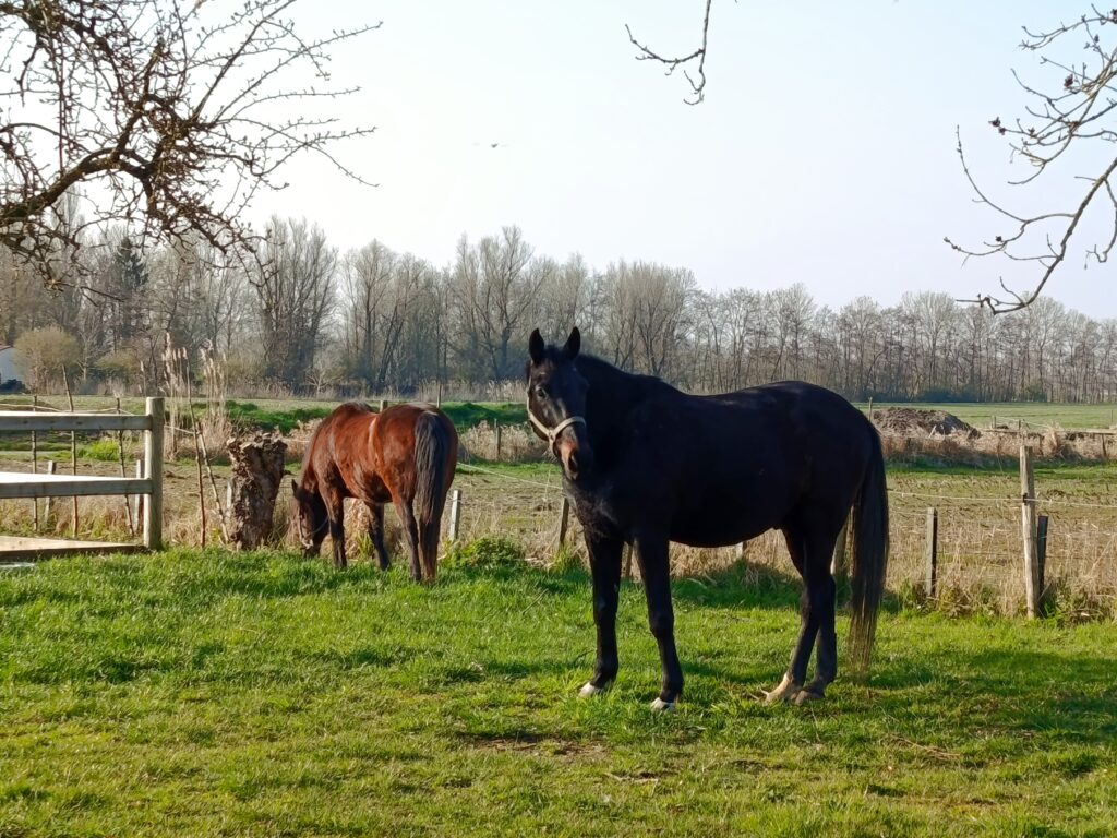 paardenwei