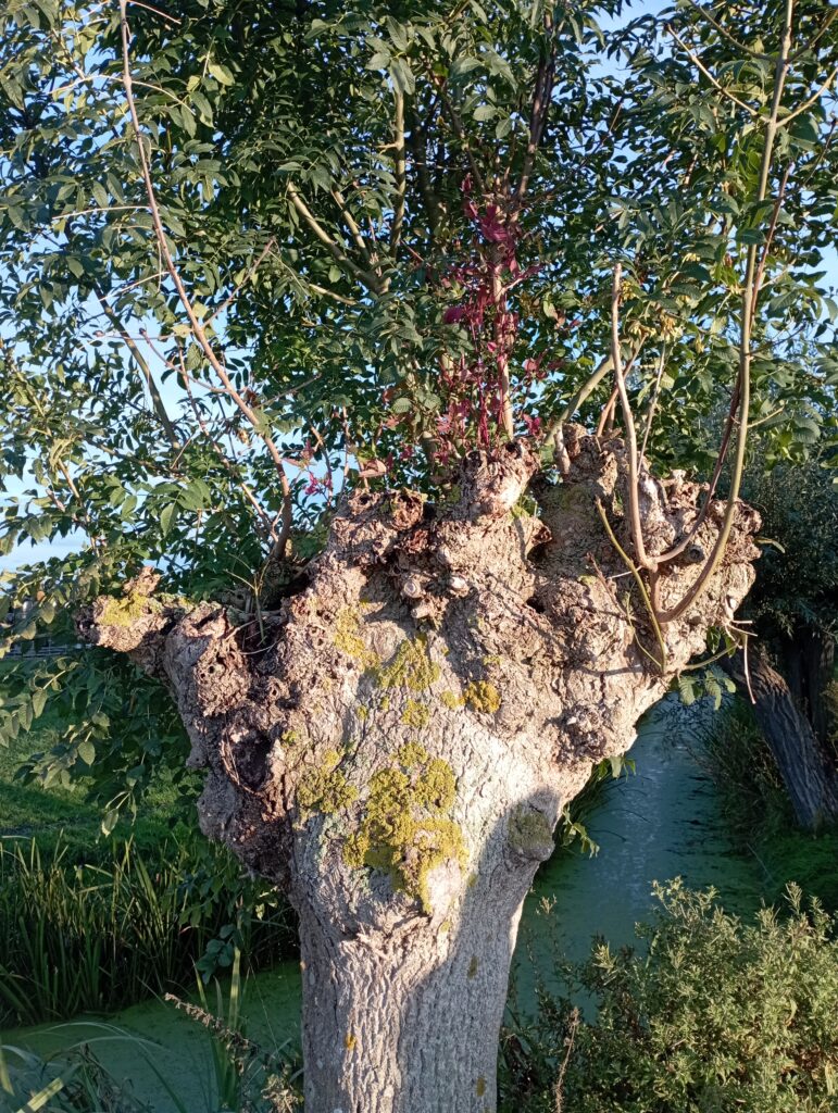 De omgeving knotwilg