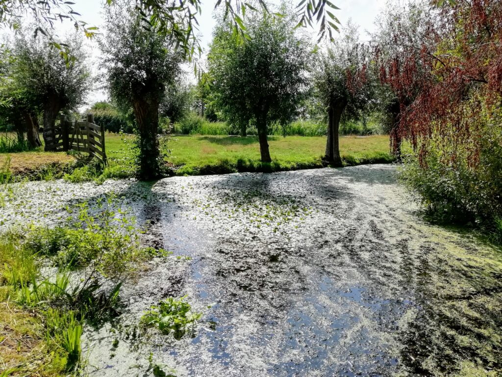 Activiteiten sdr
